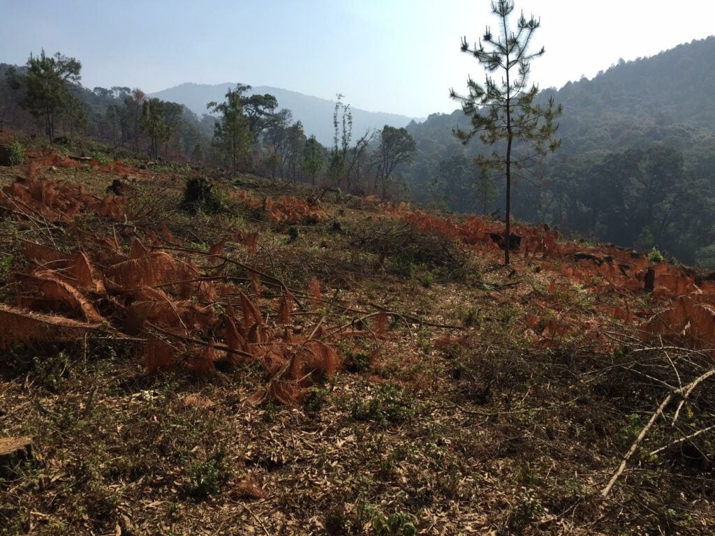 A portion of forest burned in Michoacan to grow avocados.