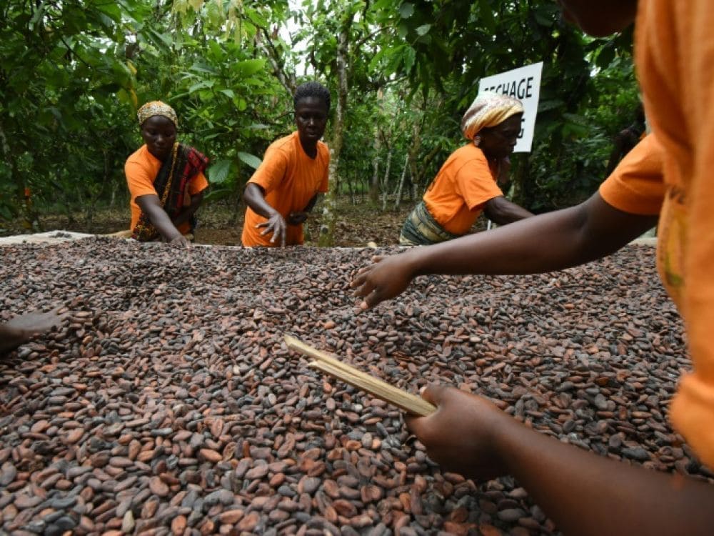 Des membres d'une coopérative agricole mettent du cacao à sécher dans une ferme en Côte d'Ivoire, le 17 avril 2019.