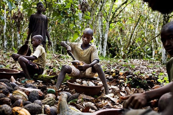 Child labor on a cocoa plantation in Côte d'Ivoire.