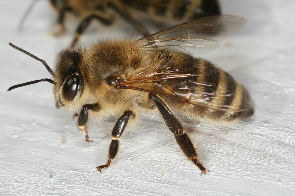 Une abeille vue de près.