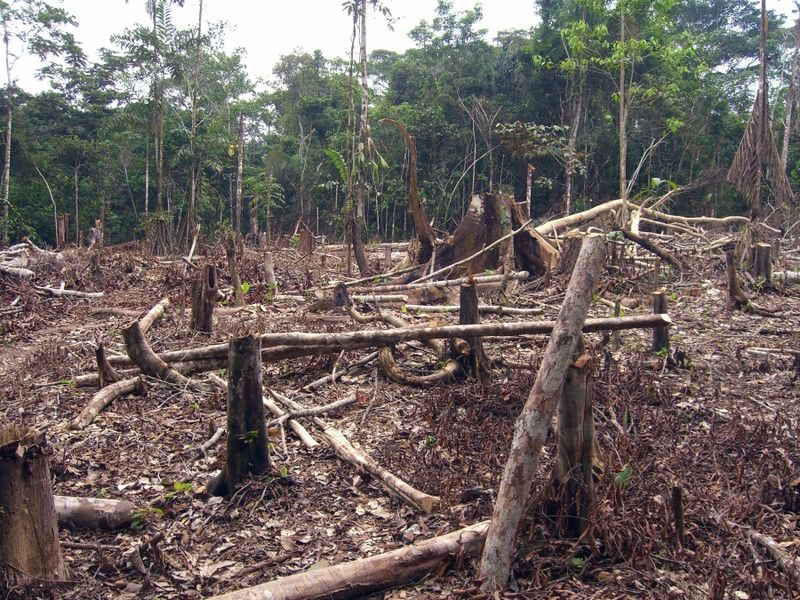 Forêt complètement déboisée pour pouvoir planter plus de cocotiers et produire plus de noix de coco.