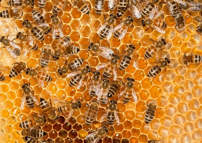 Les abeilles dans leur ruche.