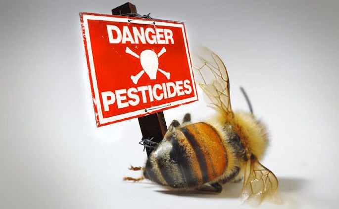 Les abeilles tuées par les pesticides.