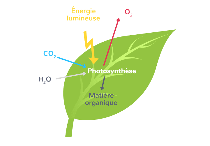 Schéma de la photosynthèse.