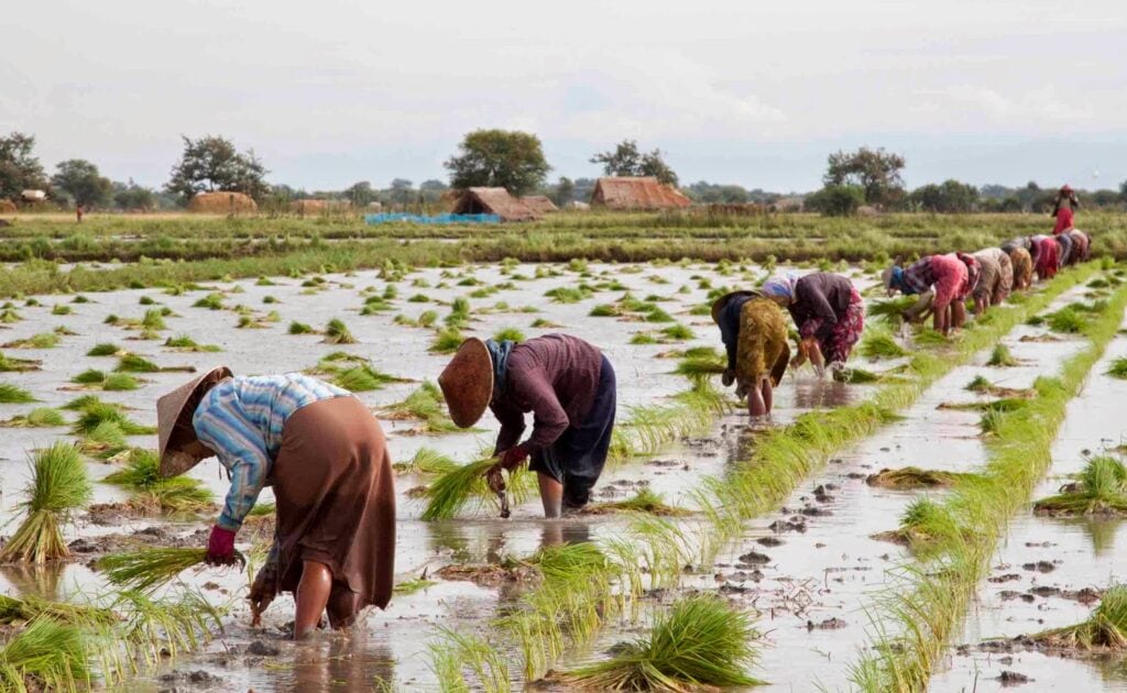 Des travailleurs dans des rizières.