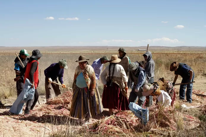 Boliviens qui récoltent du quinoa dans un champ.