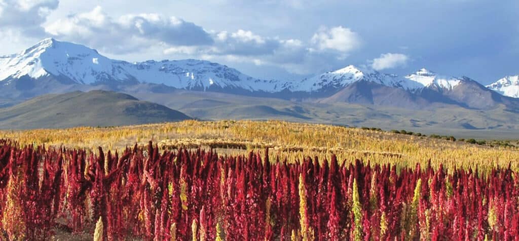 Champ de quinoa rouge dans les montages des Andes.